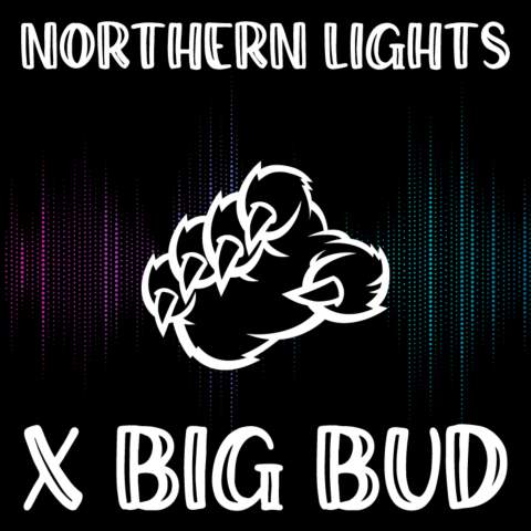 Northern Lights x Big Bud Autoflower Seeds