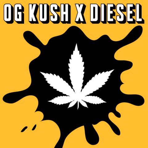 OG Kush x Diesel Feminized