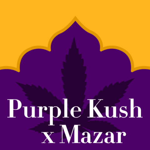 Purple Kush x Mazar Feminized Seeds