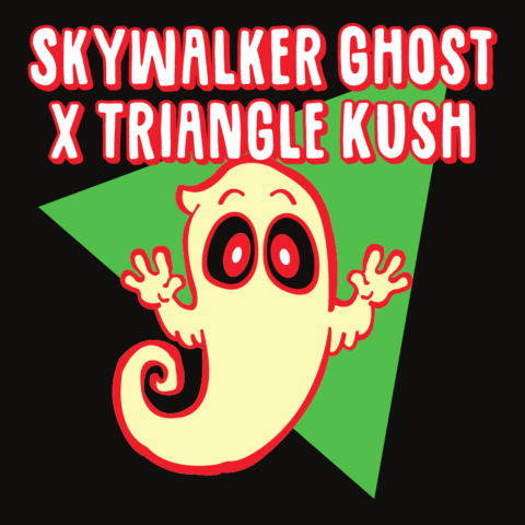 Skywalker Ghost x Triangle Kush Feminized Seeds