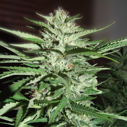 Buy G13 Labs Pineapple Express Feminized Seeds by G13 Labs | SeedSupreme