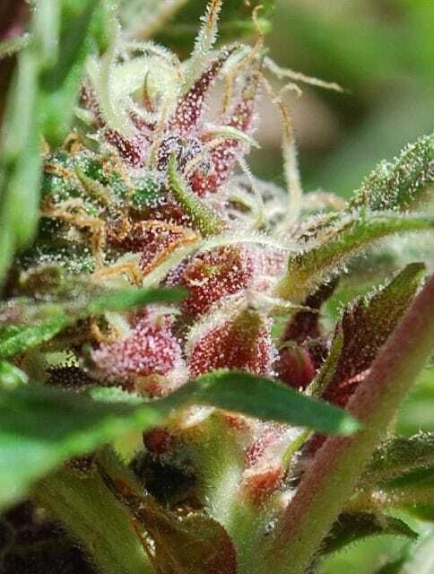 Female Seeds Red Purps Feminized Seeds