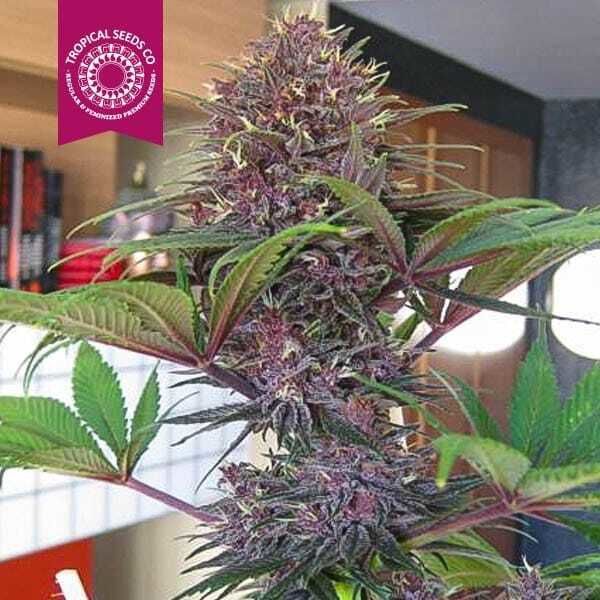 Tropicalseedscompany - Bisho Purple - Feminised - Plant