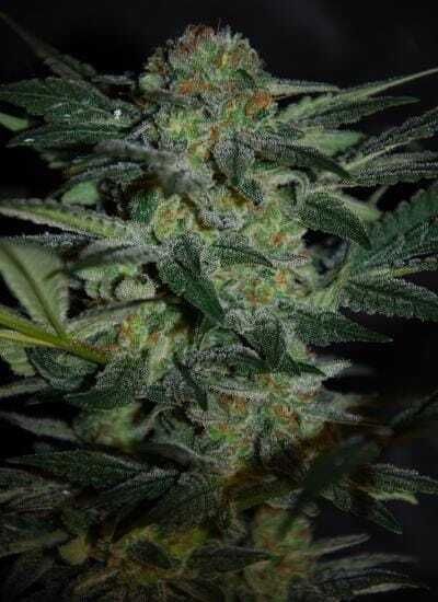 World of Seeds High Tension Feminised Seeds