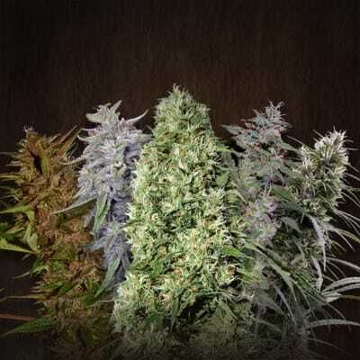 Lowlife Seeds Seedbank - Automatic Mixed Pack Feminized Seeds