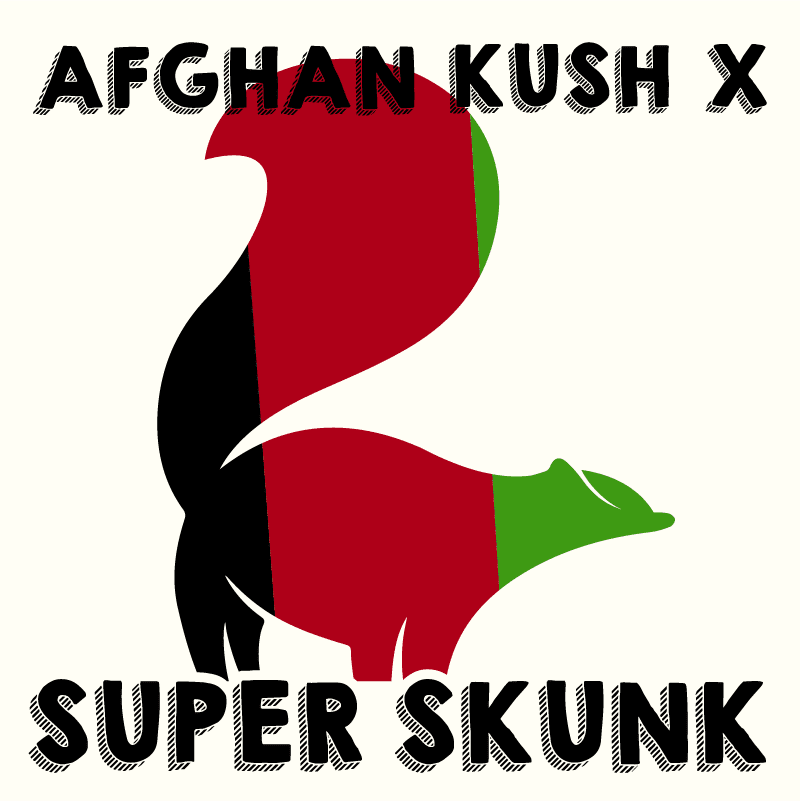 Afghan Kush x Super Skunk Feminized