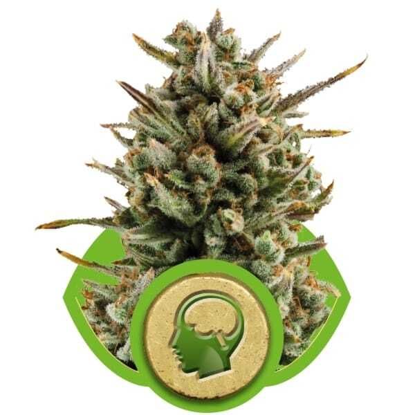 Royal Queen Seeds Amnesia Haze Automatic Feminised Seeds