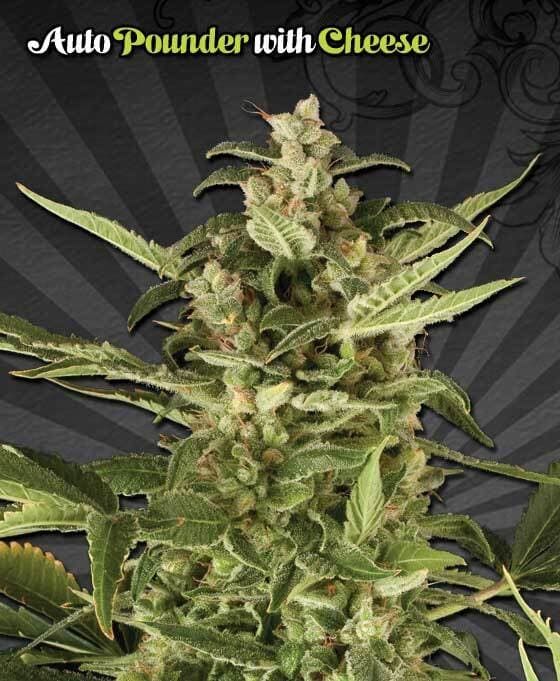 Auto Seeds - Auto Pounder with Cheese Feminized juicy lucy