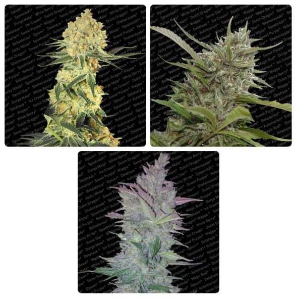 Paradise Seeds Auto Collection pack #1 Feminized Seeds