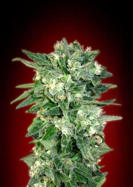 Advanced Seed Banks Automatic Feminized Collection #2 Seeds