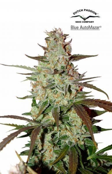 blue-automazar-cannabis-plant