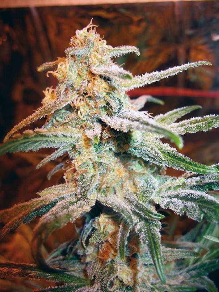 Royal Queen Seeds Blue Mistic Feminised Seeds