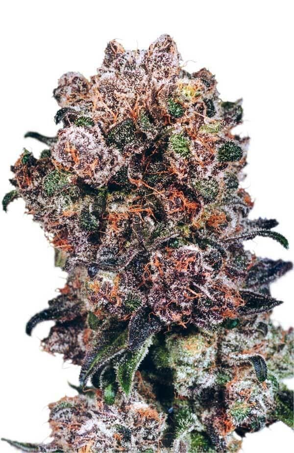 Dutch Passion Blueberry Feminised Seeds