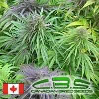 canadian bred seeds madame poison