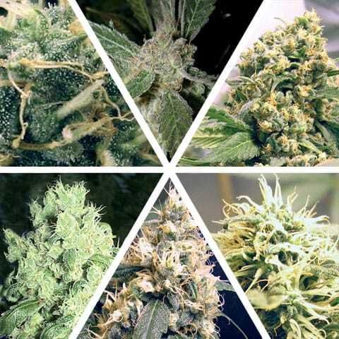 Ceres Seeds Ceres Feminised Seeds Mix