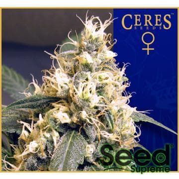 Ceres Seeds Ceres Skunk Regular
