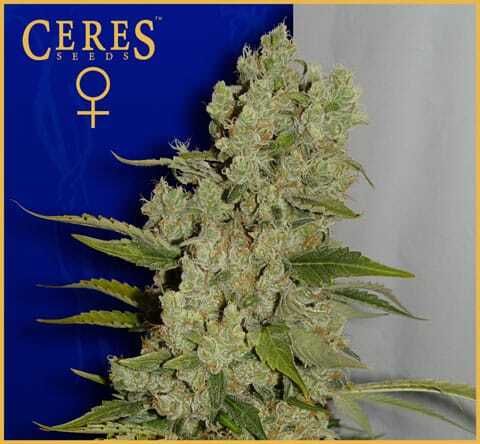 Ceres Seeds White Widow Feminised Seeds