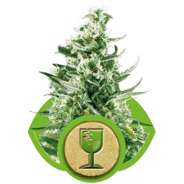 Royal Queen Seeds - Royal Critical Automatic 