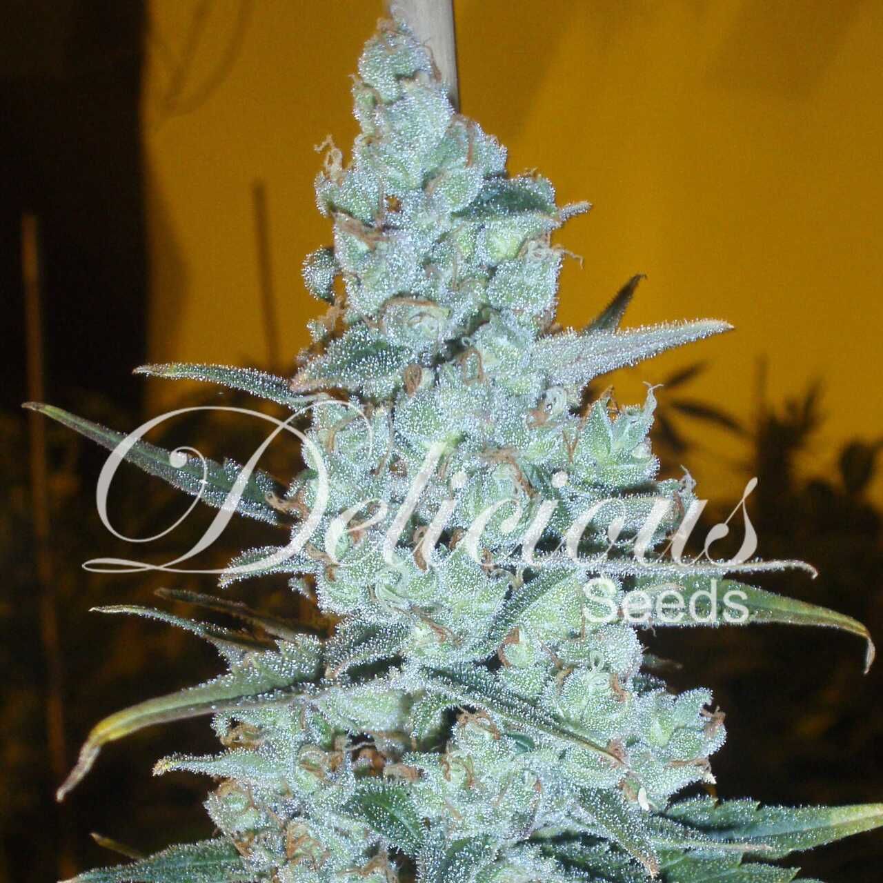 Delicious Seeds - Critical Jack Herer