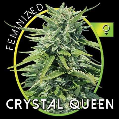 vision crystal queen