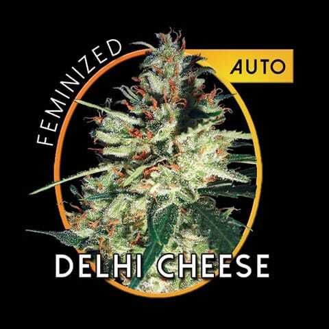 vision delhi cheese Gouda's Grass