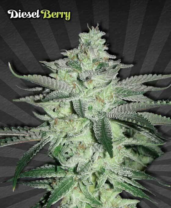 Auto Seeds Diesel Berry Automatic Feminized Seeds