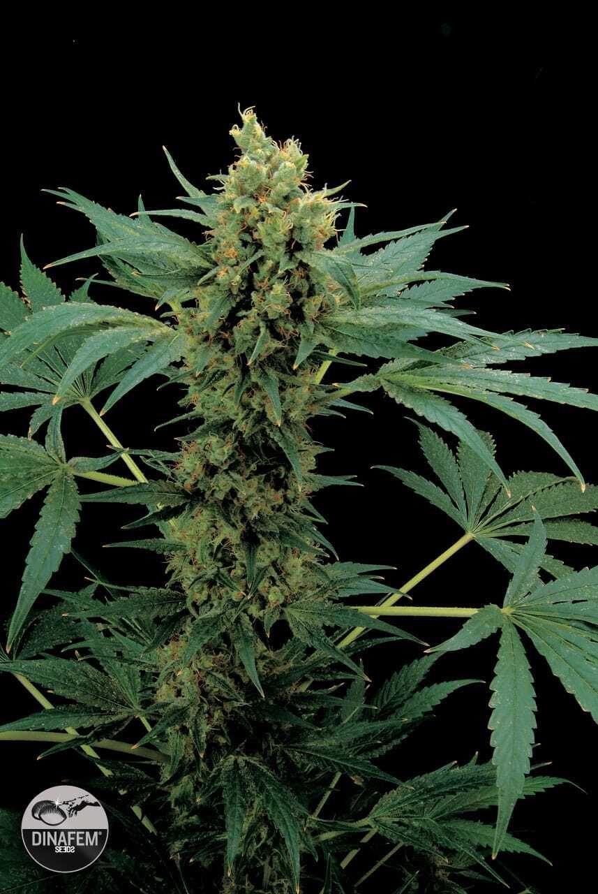 Dinafem Moby Hash Feminised Seeds