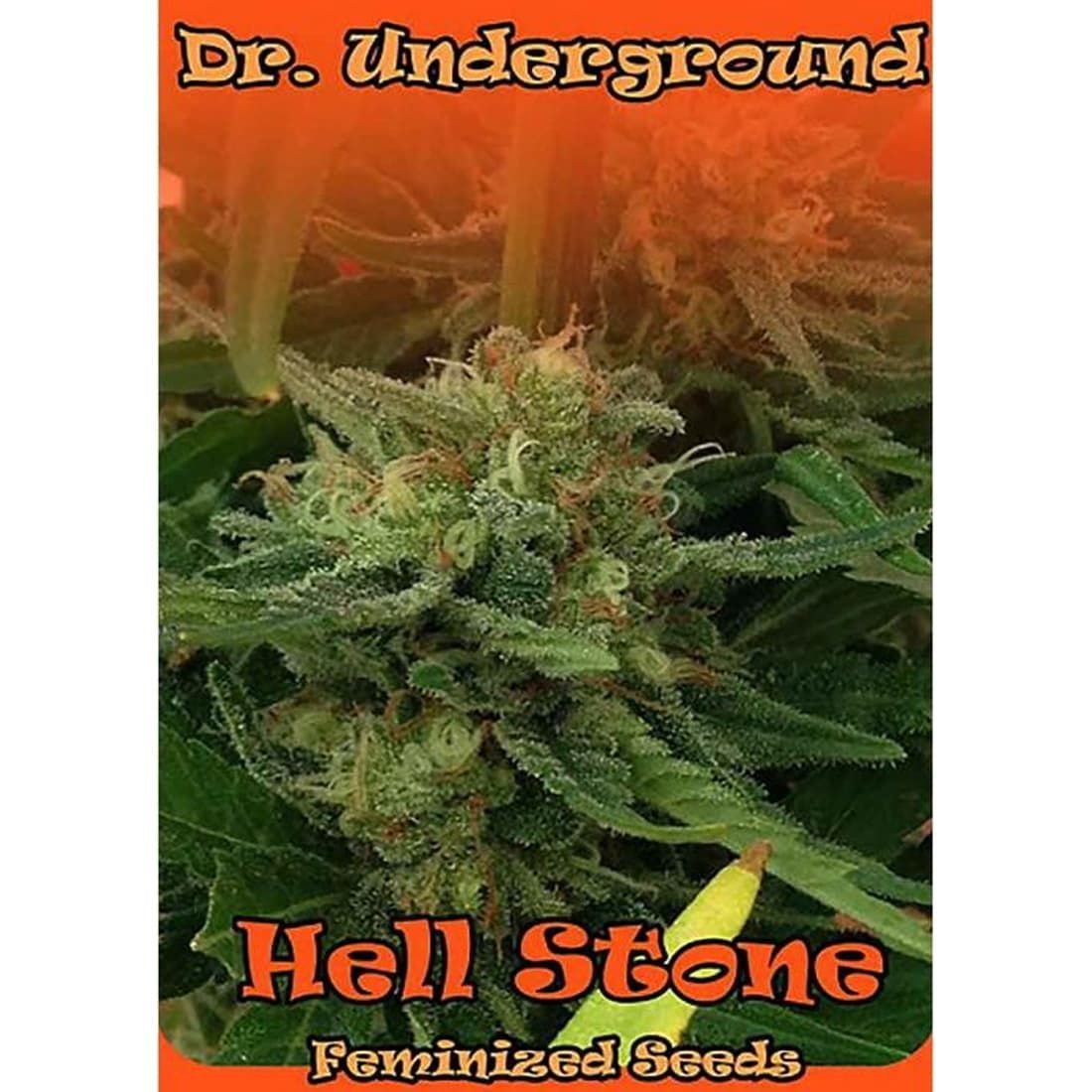 Dr Underground Hell Stone Feminized Seeds