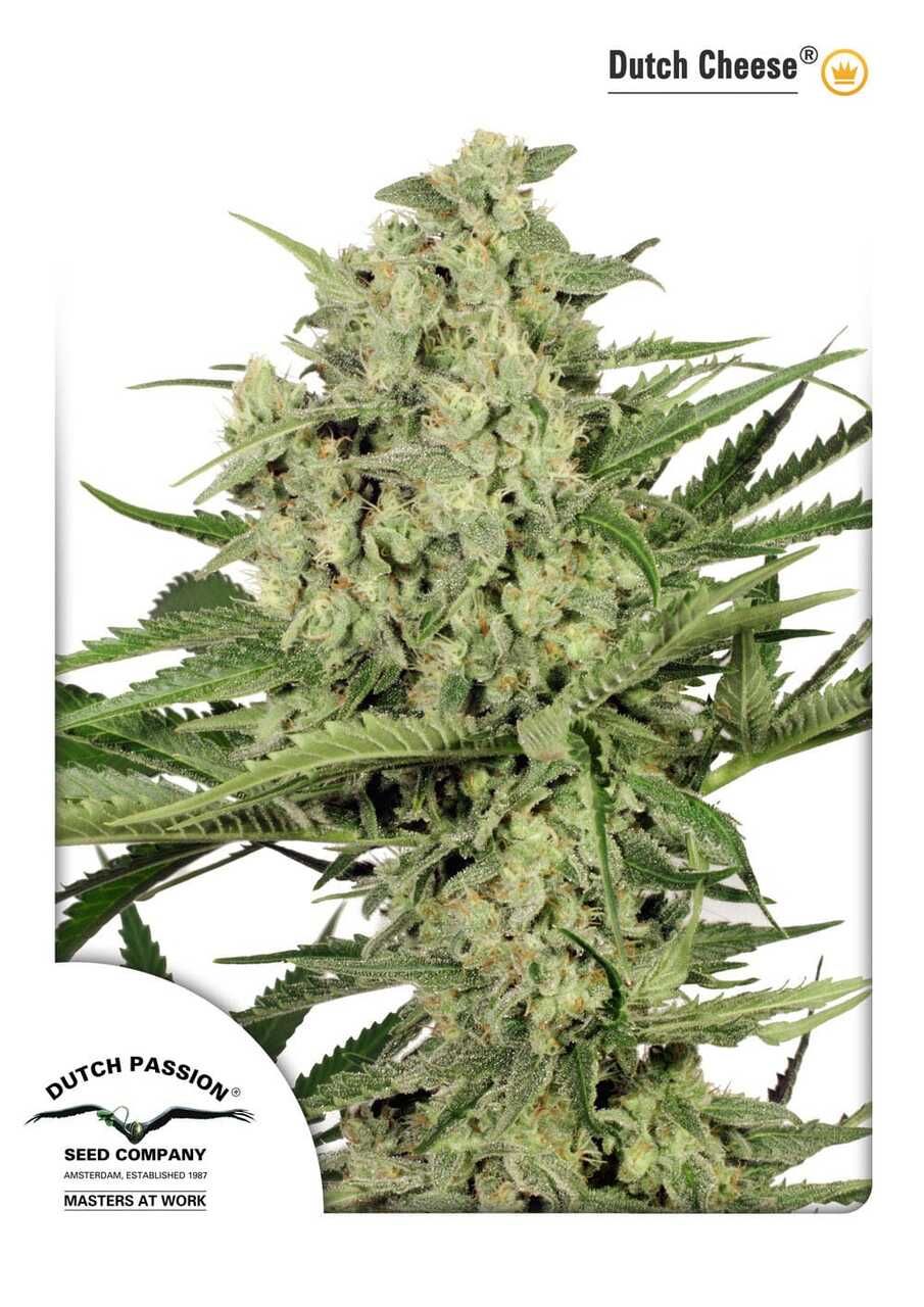 Dutch Passion Dutch Cheese Feminised Seeds 