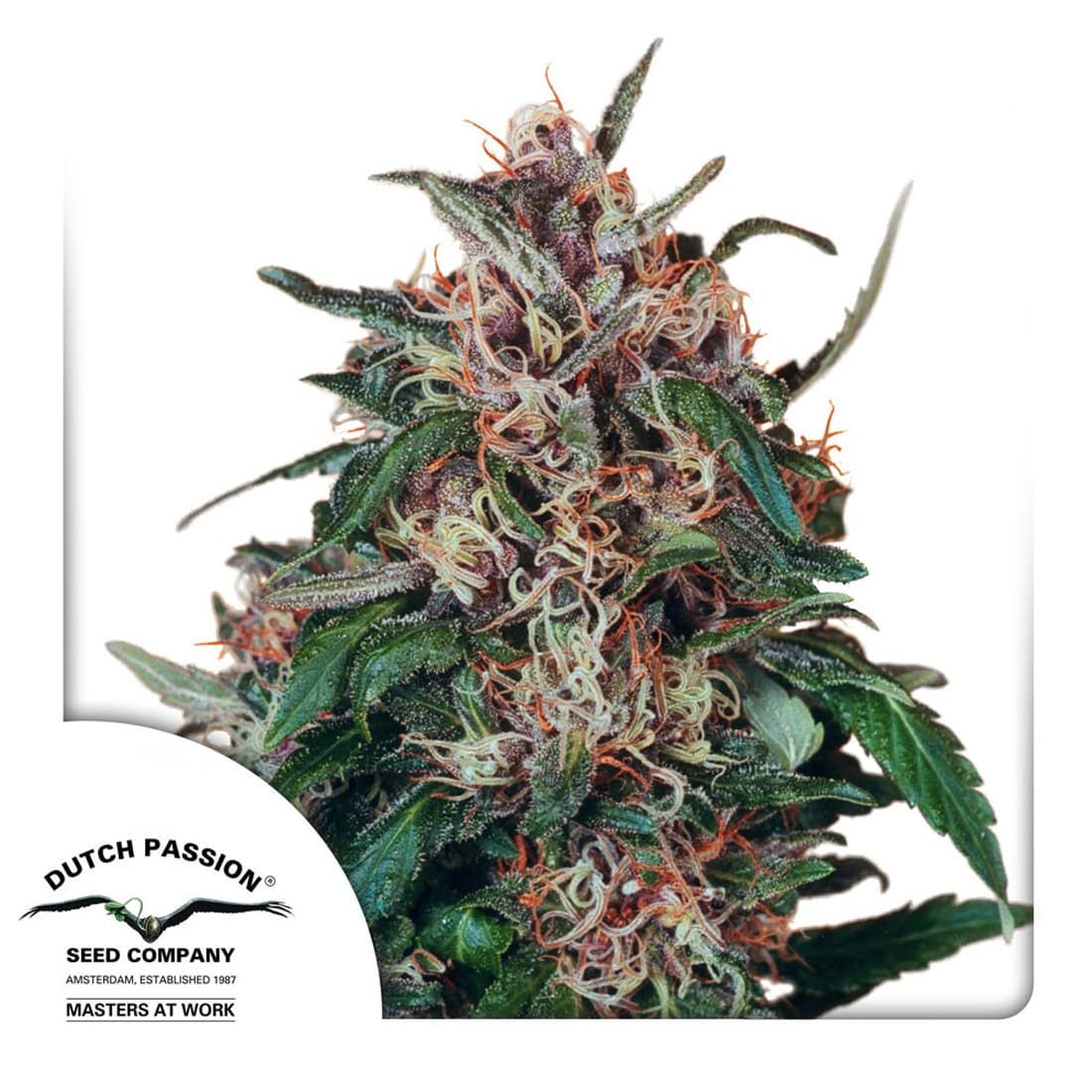Dutch Passion Holland's Hope Feminised Seeds