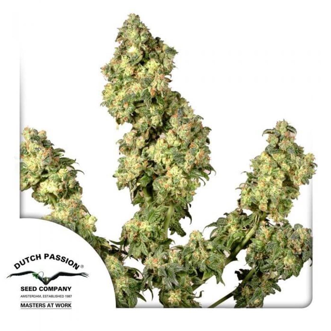 Dutch Passion Ultra Skunk Feminised Seeds