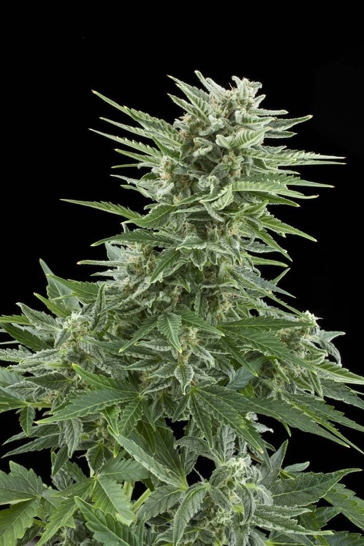 Royal Queen Seeds Easy Bud Automatic Feminised Seeds