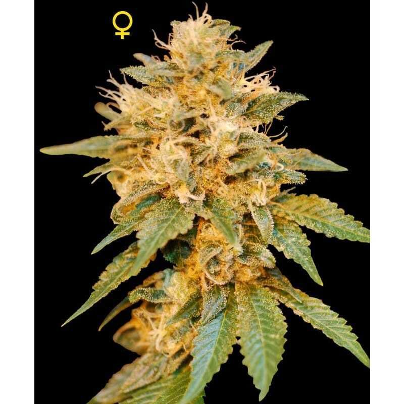 DNA Limited Collection SnowLAnd Feminized 