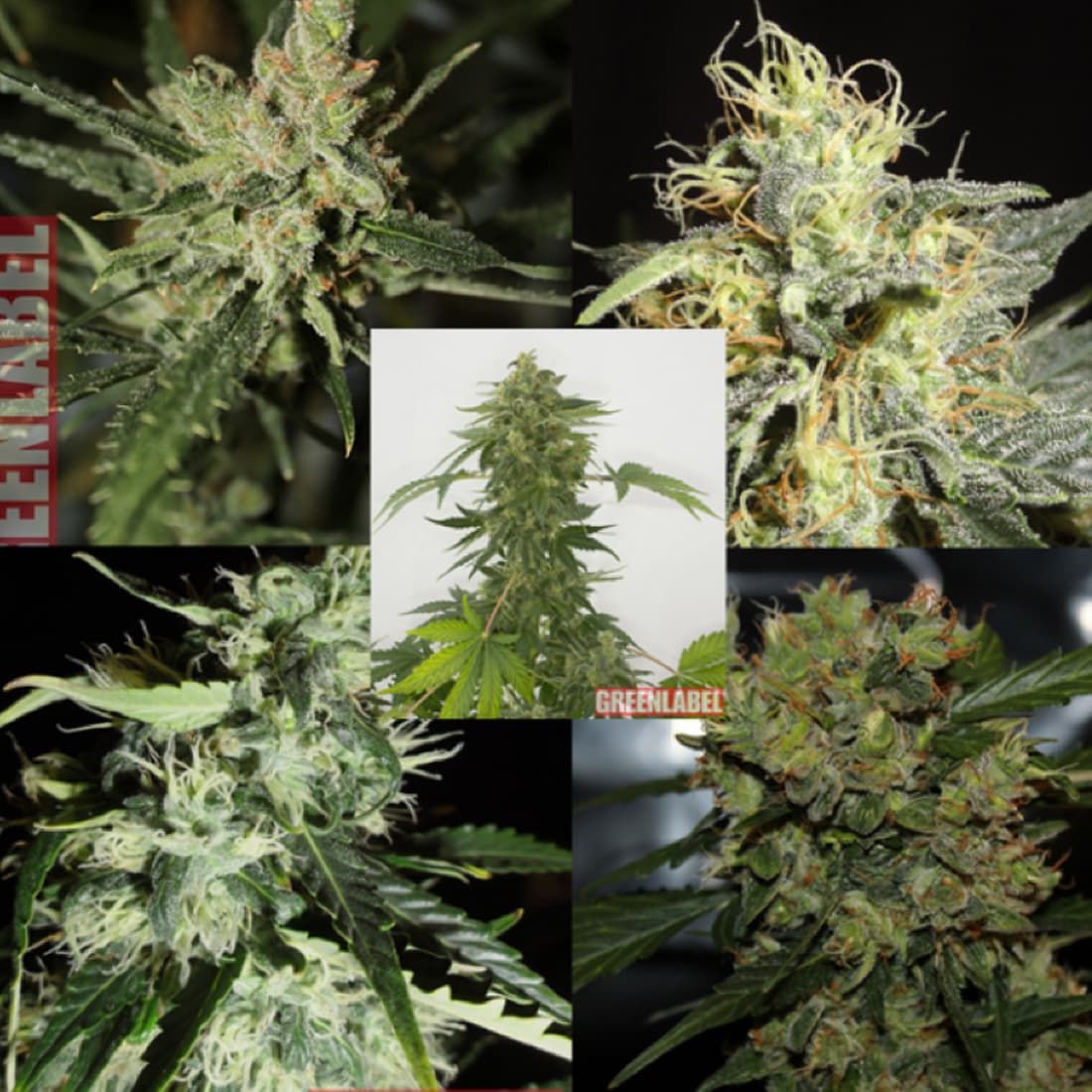 Green Label Mix Pack #1 Feminized Seeds