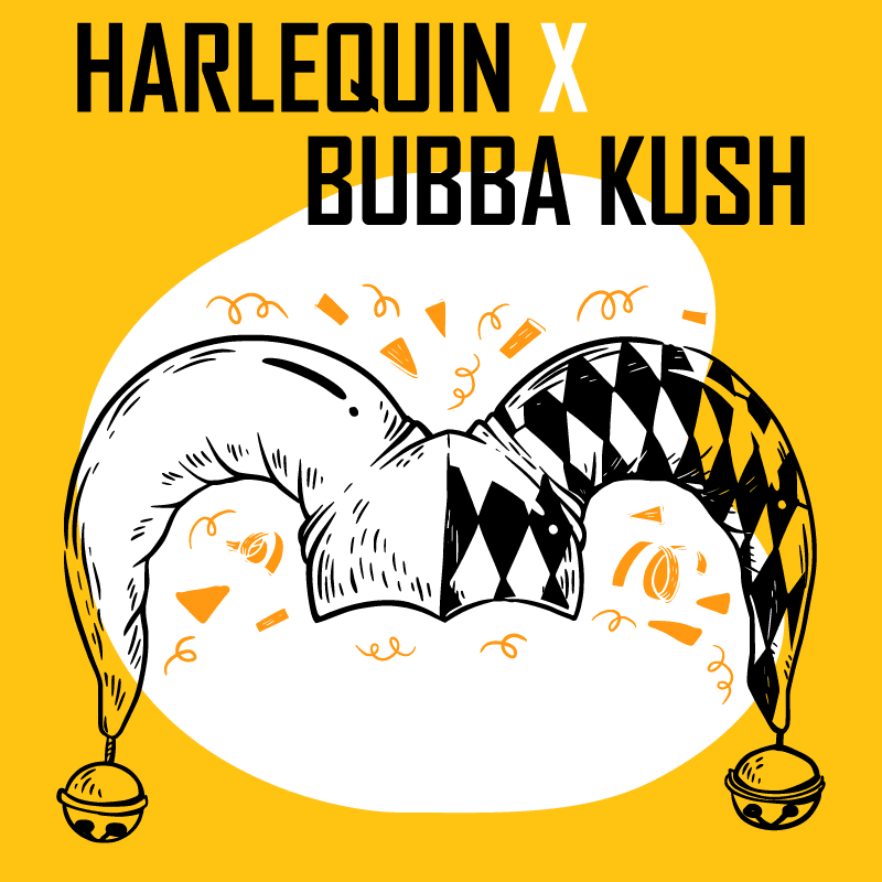 Harlequin x Bubba Kush