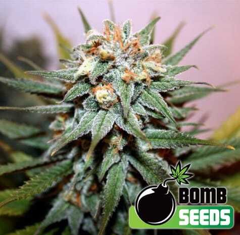 Bomb Seeds - Hash Bomb Regular 