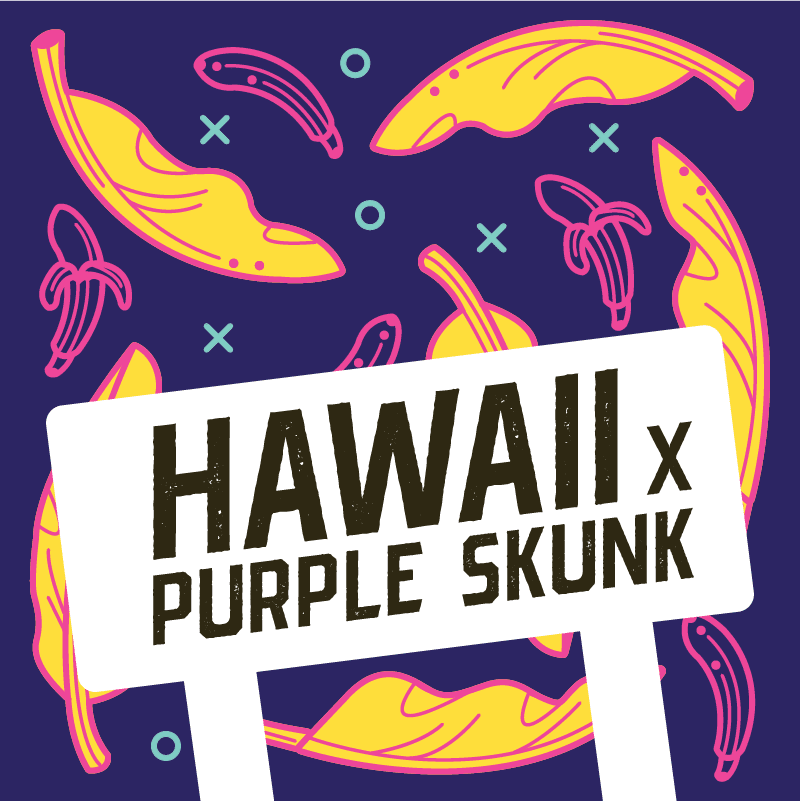 Hawaii x Purple Skunk