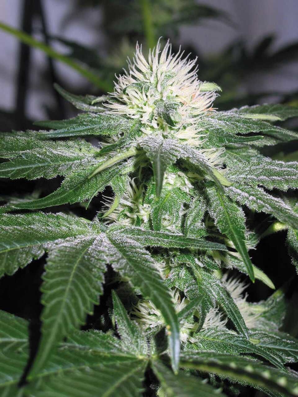 Royal Queen Seeds Ice Feminised Seeds