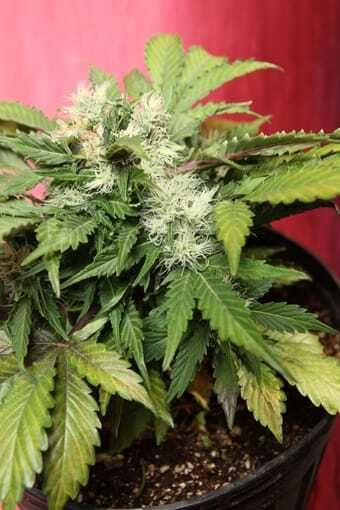 Joint Doctor - Lowryder Seeds Betty Boo Autoflowering Feminised Seeds