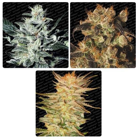 Paradise Seeds Indica Champion Pack