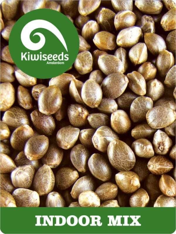 kiwi seeds indoor mix