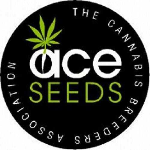ACE Seedbank Purple Haze x Panama Regular Plant