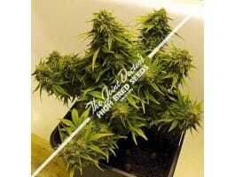 Joint Doctor - Lowryder Seeds Lowryder Mix Autoflowering Feminised Seeds