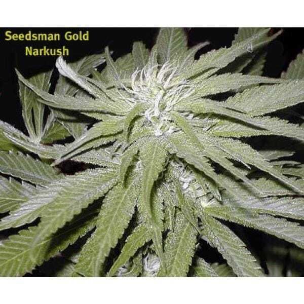 Seedsman Seeds - Narkush Regular