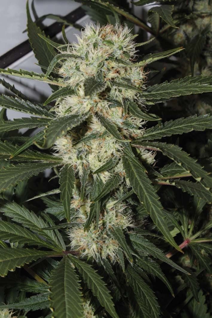 Royal Queen Seeds Northern Light Feminised Seeds