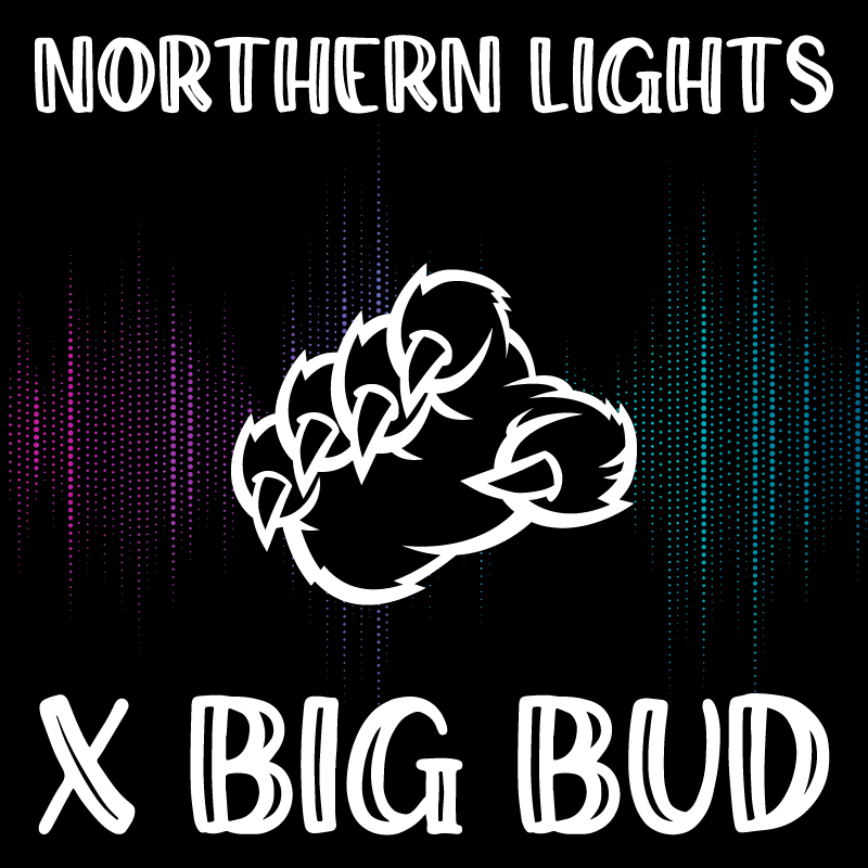 Northern Lights x Big Bud 