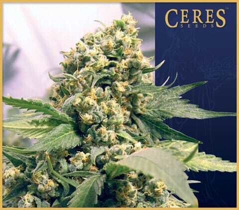 Ceres Seeds Northern Lights x Skunk #1 Feminised Seeds