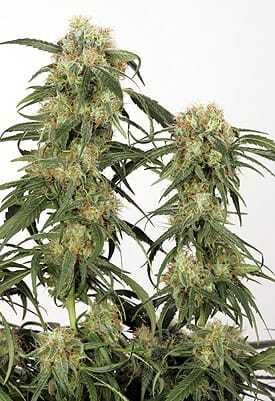 Dutch Passion Pamir Gold Feminised Seeds