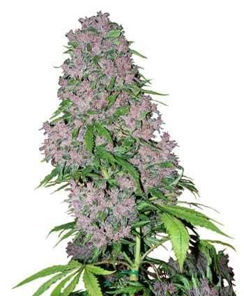 white label purple bud