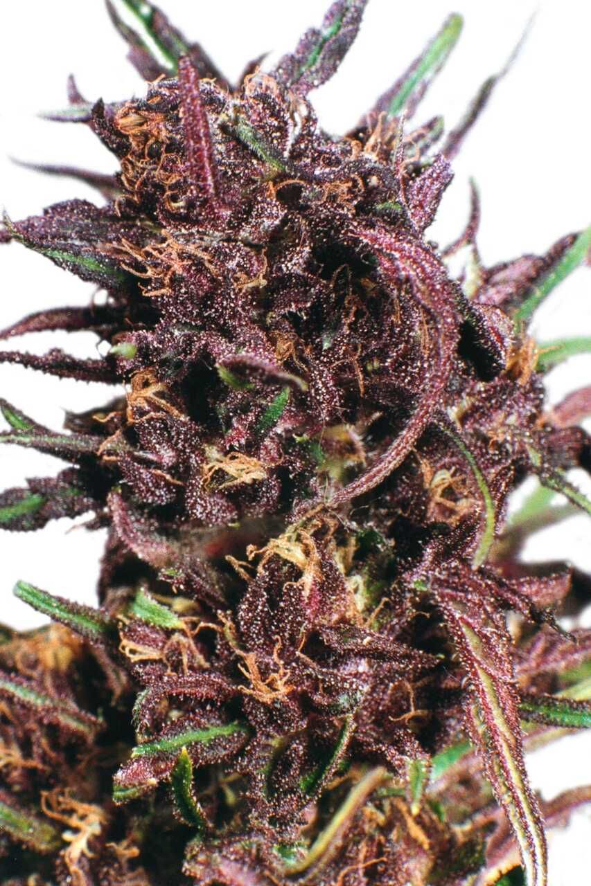 Seedsman Seedbank - Purple Bud Regular